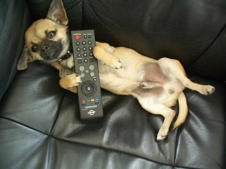 Chihuahua Charlie *LØBET VÆK* billede 10