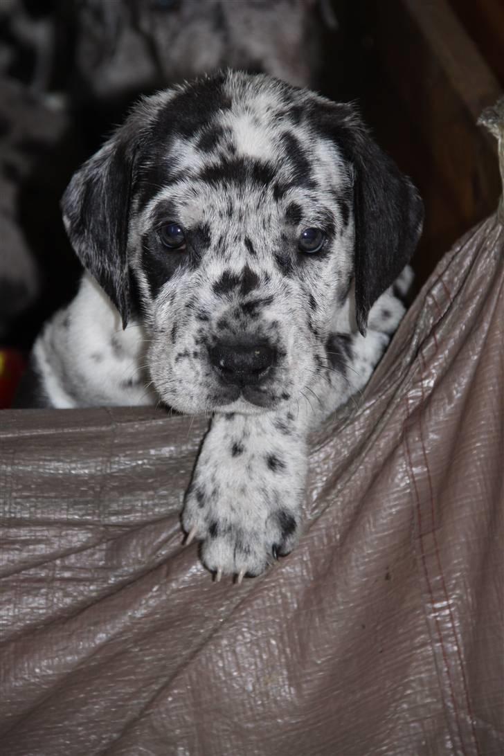 Grand danois Thor (Uden plet på næsen) - Terrorist på vej ud over kanten.  billede 3