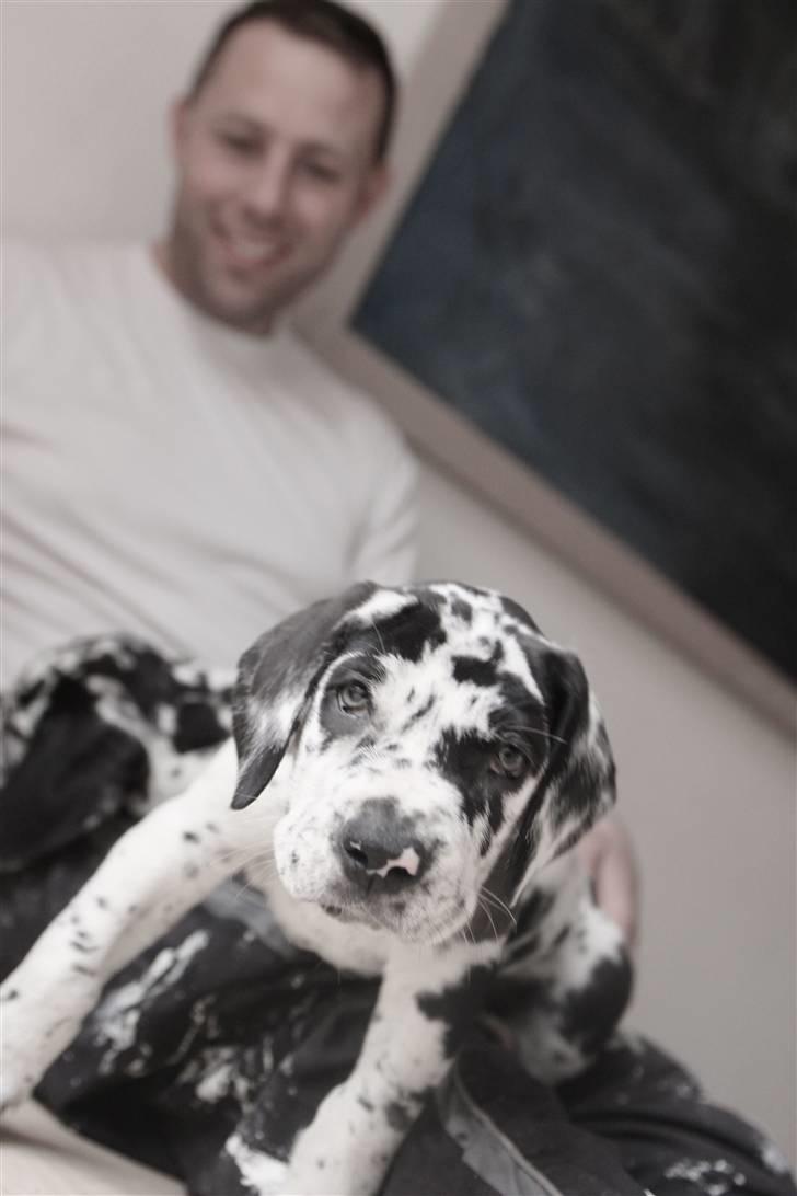 Grand danois Thor (Uden plet på næsen) - Far Morten og Ask.  billede 6