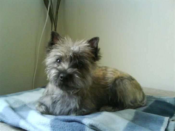 Cairn terrier Liva billede 7