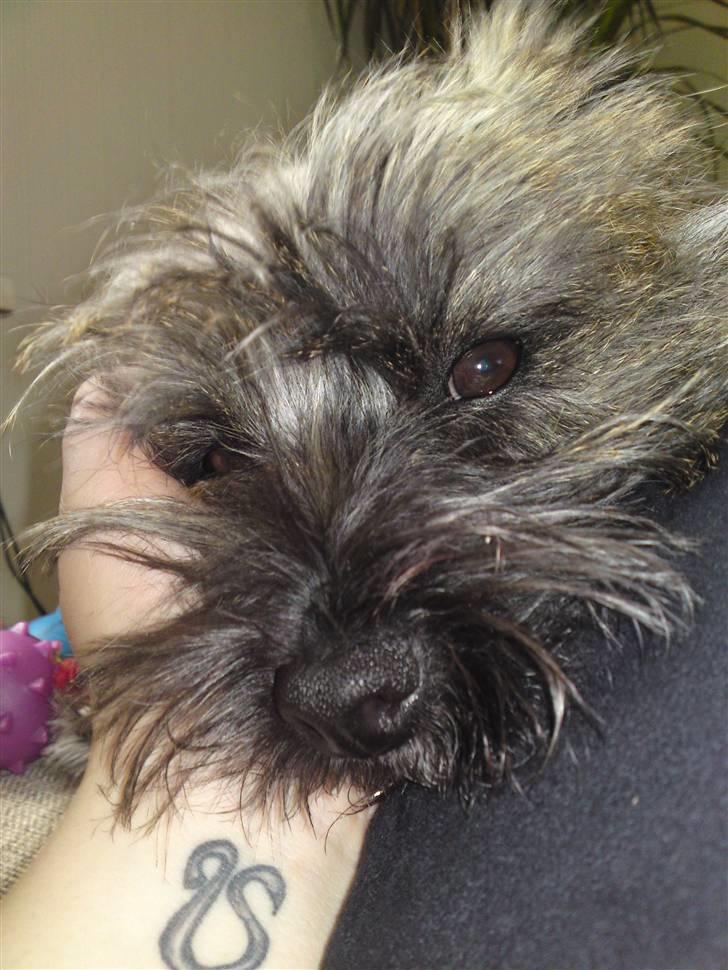 Cairn terrier Liva billede 8