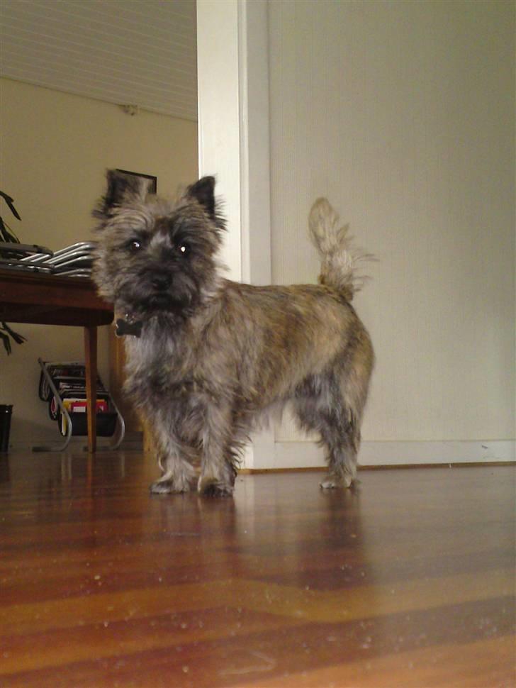 Cairn terrier Liva billede 9