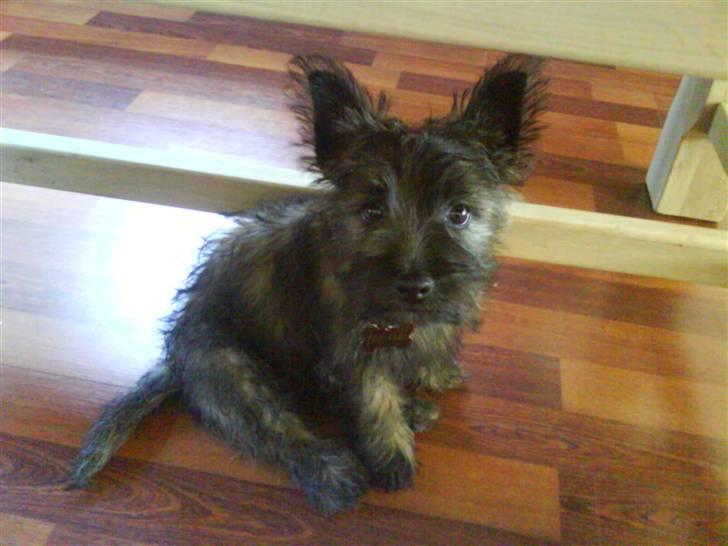 Cairn terrier Liva billede 10
