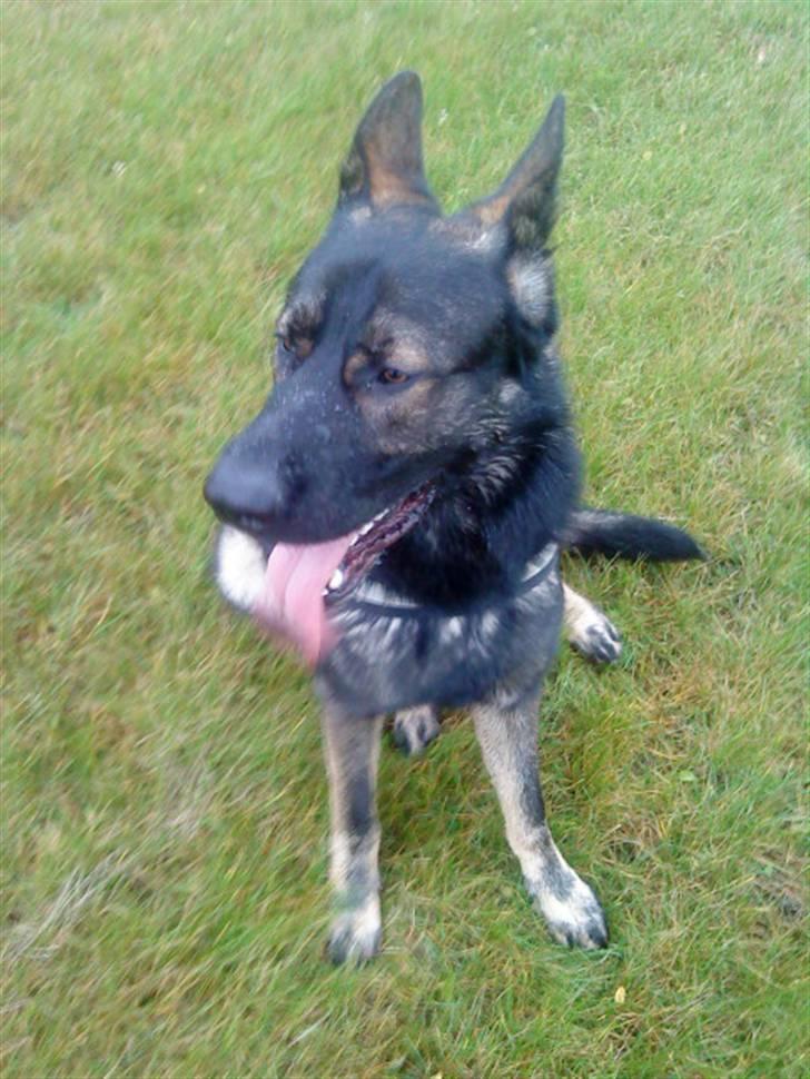 Schæferhund Athos  billede 7