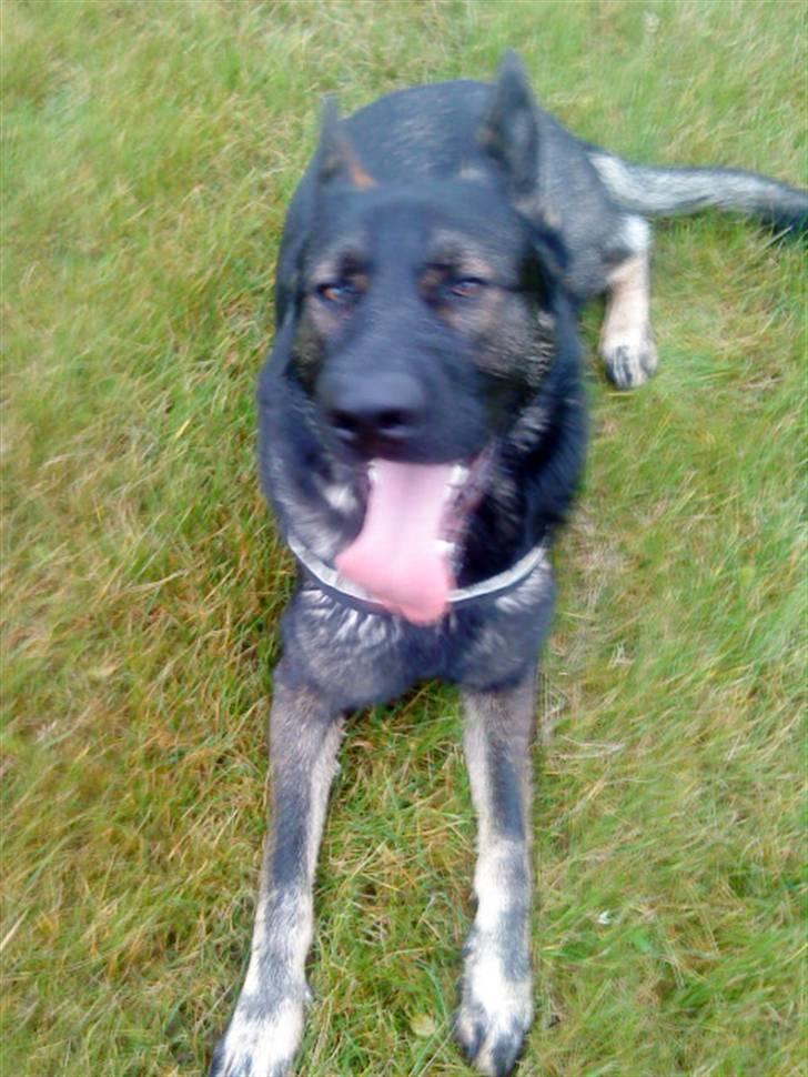 Schæferhund Athos  billede 8