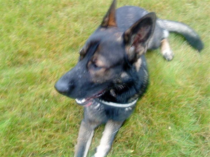 Schæferhund Athos  billede 9