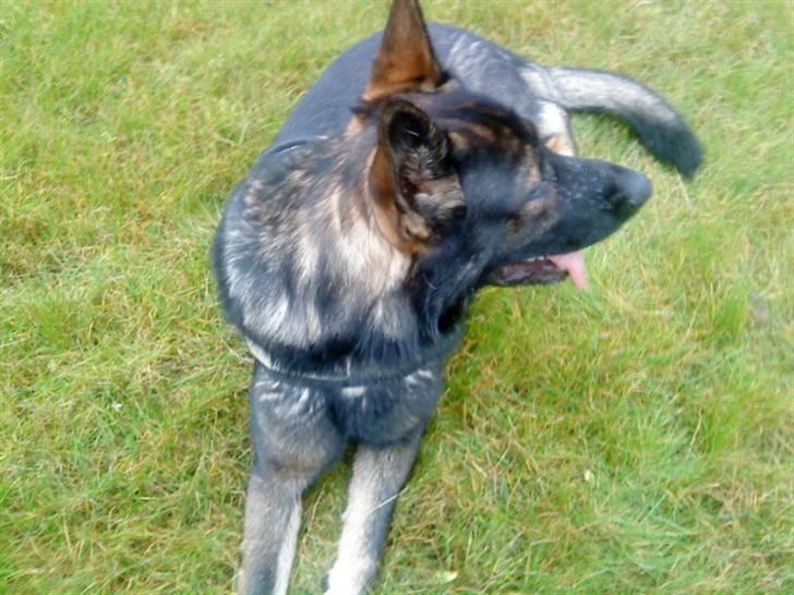 Schæferhund Athos  billede 10