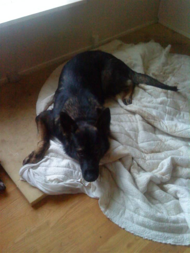 Schæferhund Athos  billede 11