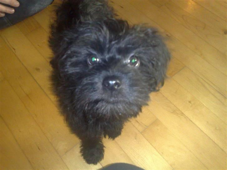 Blanding af racer Boris - Hvad er det mor står med der? billede 1