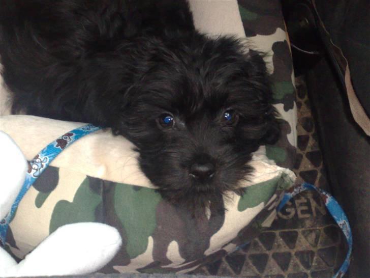 Blanding af racer Boris - På vej til mit nye hjem for første gang. billede 2