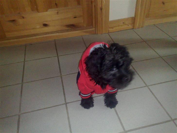 Blanding af racer Boris - Min nye jakke - jeg fryser så meget når der koldt udenfor. billede 3