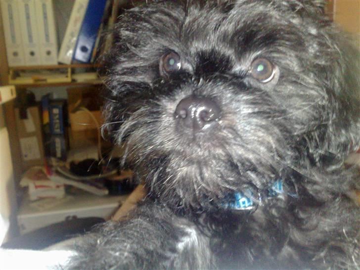 Blanding af racer Boris - Er det der kamera noget der kan spises? billede 4