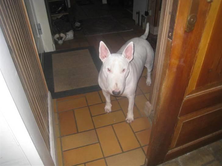 Bullterrier Zezza billede 8