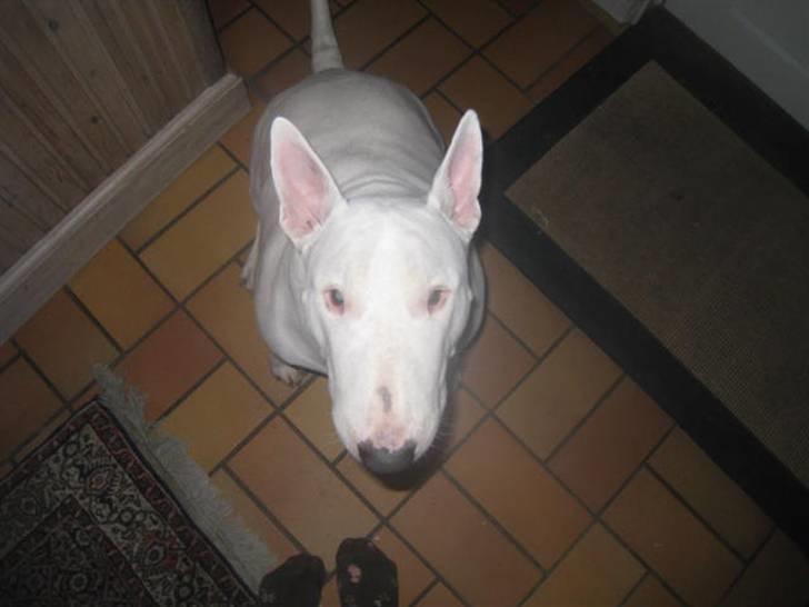 Bullterrier Zezza billede 9