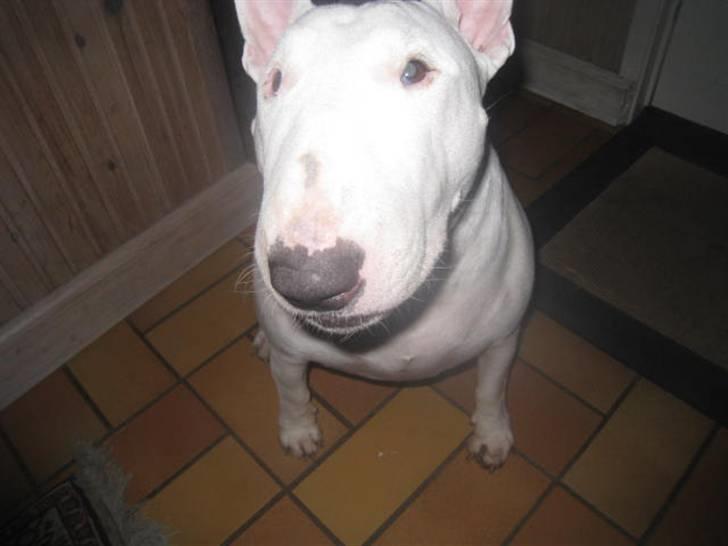 Bullterrier Zezza billede 10
