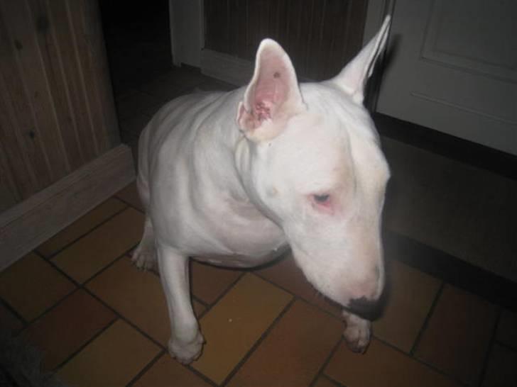 Bullterrier Zezza billede 11