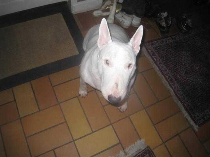 Bullterrier Zezza billede 12