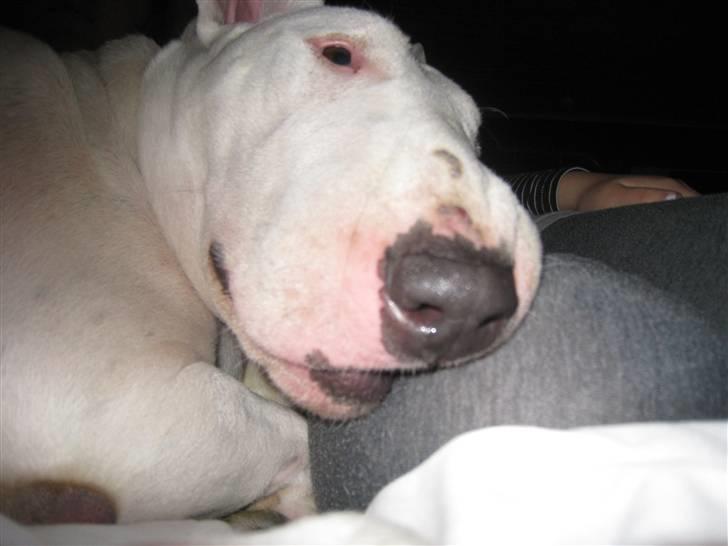 Bullterrier Zezza billede 13