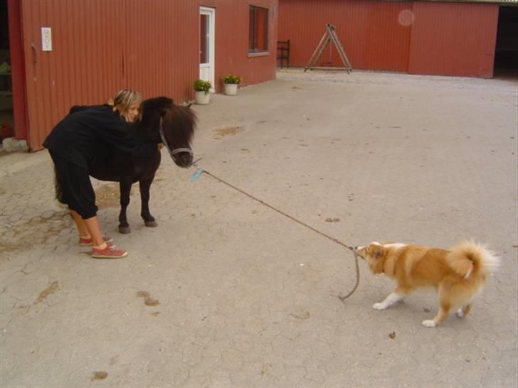 Islandsk fårehund Loka - kom så lad os så !! billede 12