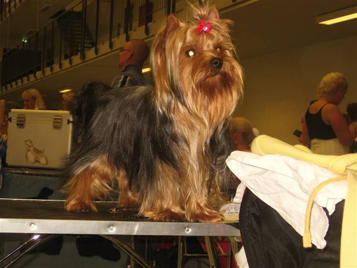 Yorkshire terrier Domino billede 20