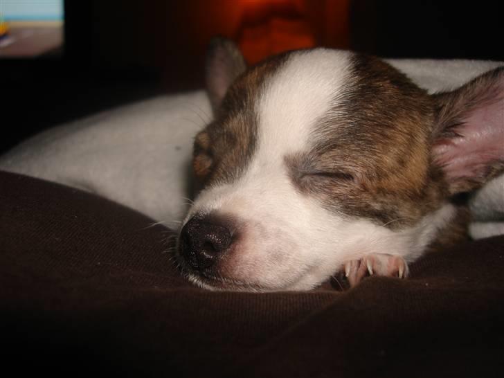 Chihuahua Einstein *solgt* - Putter med min mor billede 7