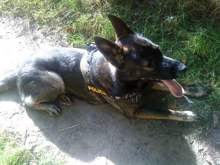 Schæferhund Athos  billede 12