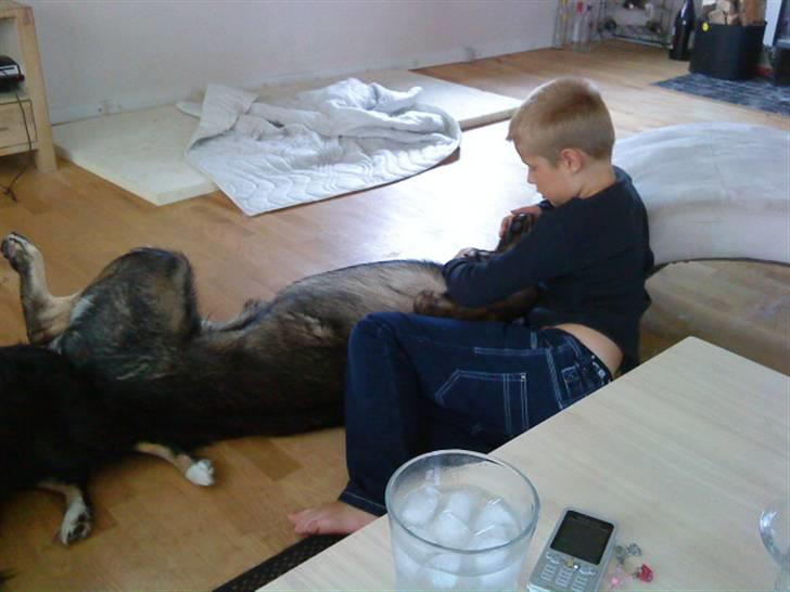 Schæferhund Athos  billede 13