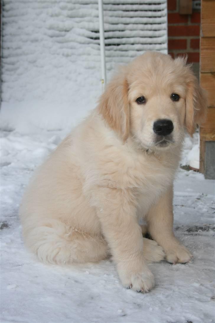 Golden retriever Basse(Mystic man) <3 - Hej, jeg er så Basse :)  billede 1