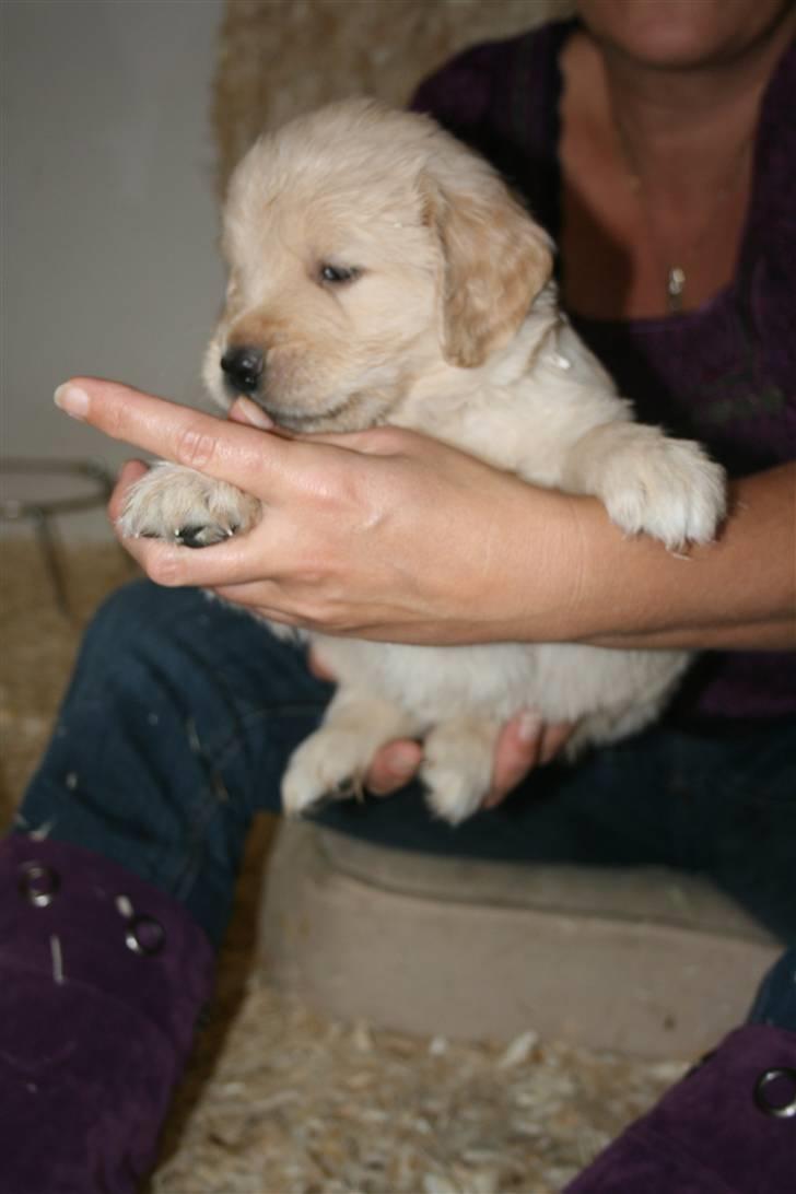 Golden retriever Basse(Mystic man) <3 billede 2