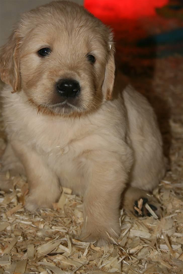 Golden retriever Basse(Mystic man) <3 - Hos Kennel billede 3