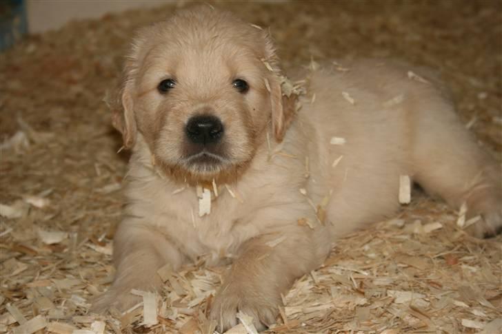 Golden retriever Basse(Mystic man) <3 - Hos Kennel billede 4