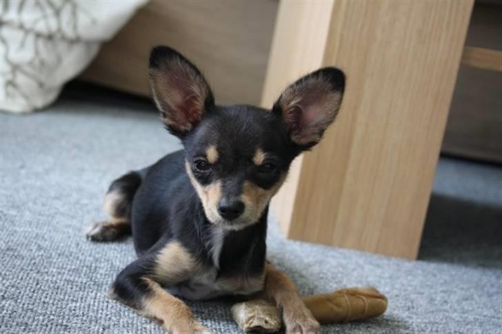 Russisk toy terrier Pixie - Ligger med sit kødben :) billede 5