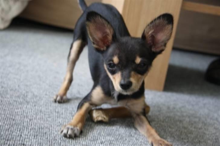 Russisk toy terrier Pixie - "Jeg vil lege!" billede 6