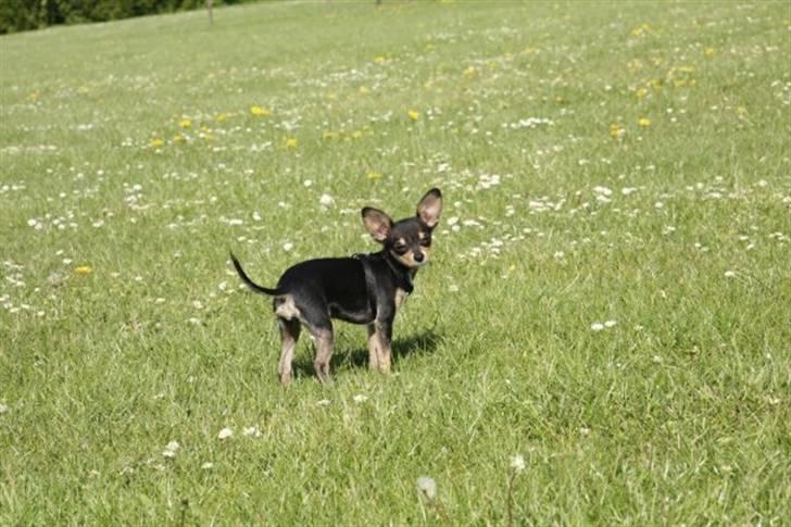 Russisk toy terrier Pixie billede 7