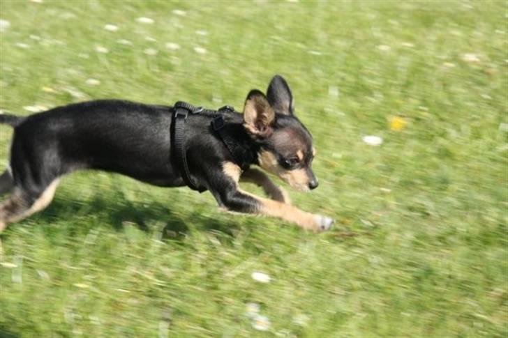 Russisk toy terrier Pixie - Fuld fart på! billede 8