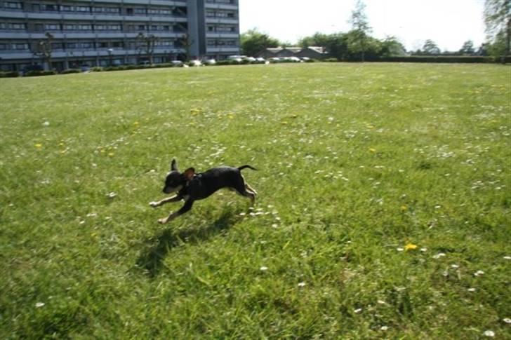 Russisk toy terrier Pixie - Endnu mere fart på! billede 9