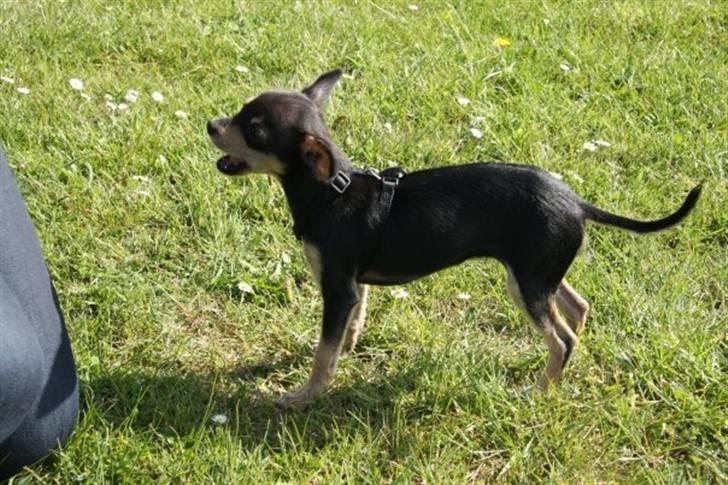 Russisk toy terrier Pixie - Godbidder er altid godt :) billede 10