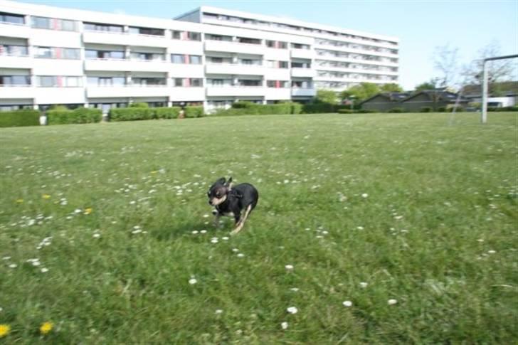 Russisk toy terrier Pixie - Lynhurtig hund! billede 11
