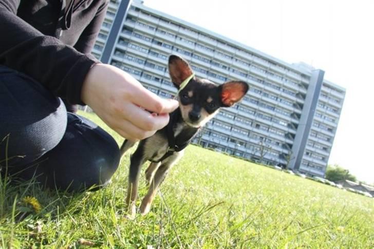 Russisk toy terrier Pixie - "Må jeg smage?" billede 12