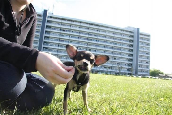 Russisk toy terrier Pixie - "Mmm græs!" billede 13