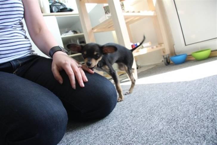 Russisk toy terrier Pixie - Pixie kan godt li´ fingre billede 14