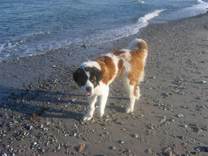 Sankt bernhardshund Bella billede 19
