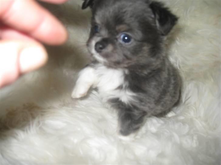 Chihuahua Novak von Lömmel - SÅ dejlig! 6 uger gammel (: billede 12