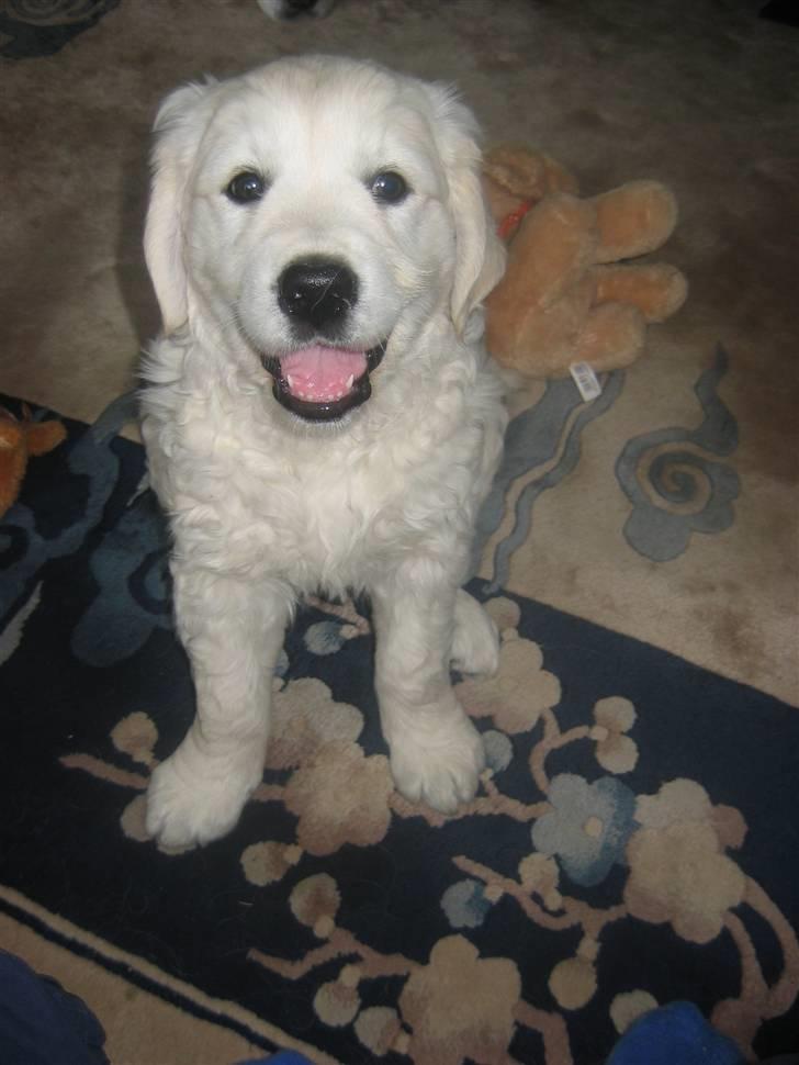 Golden retriever Bandit billede 1