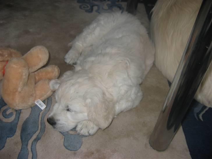 Golden retriever Bandit billede 2