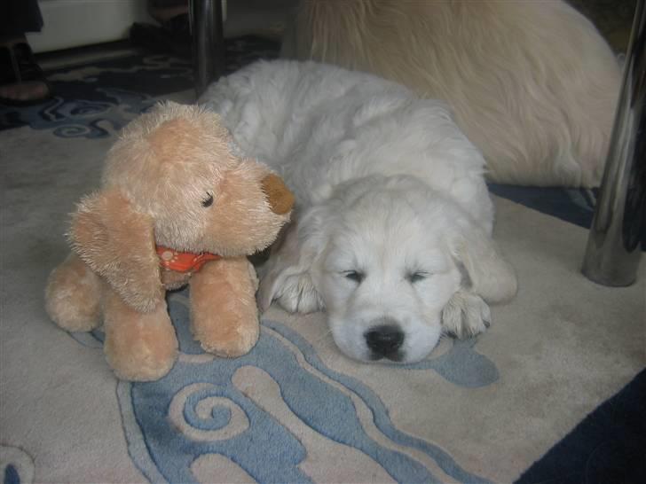 Golden retriever Bandit billede 3