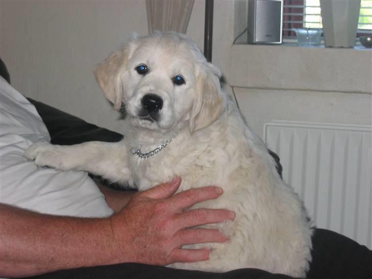 Golden retriever Bandit billede 4