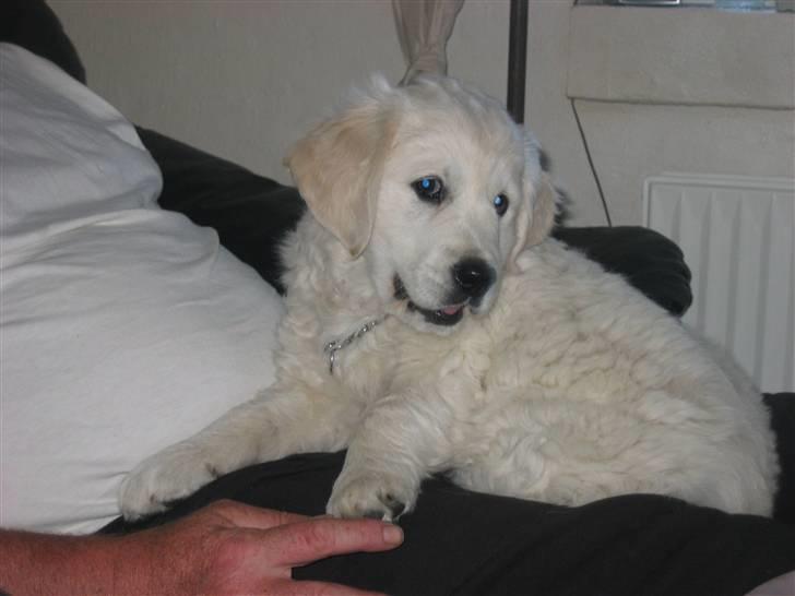 Golden retriever Bandit billede 5