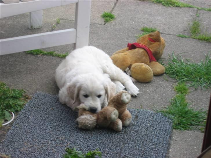 Golden retriever Bandit billede 6