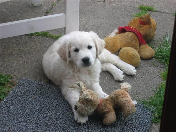 Golden retriever Bandit billede 7